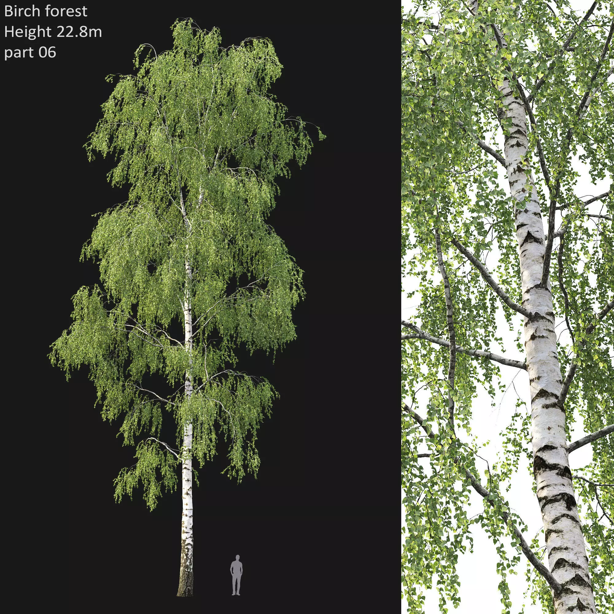 Birch forest part 06 3D model_0