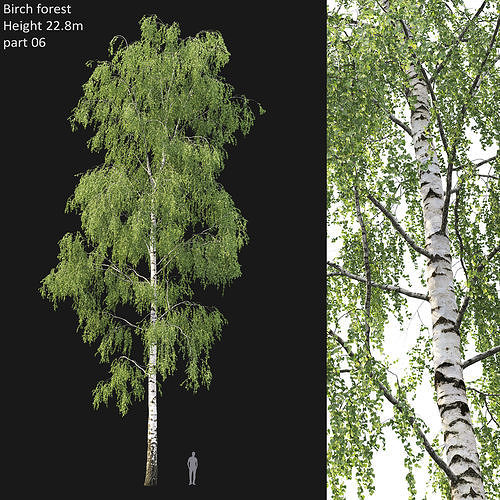 Birch forest part 06 3D model