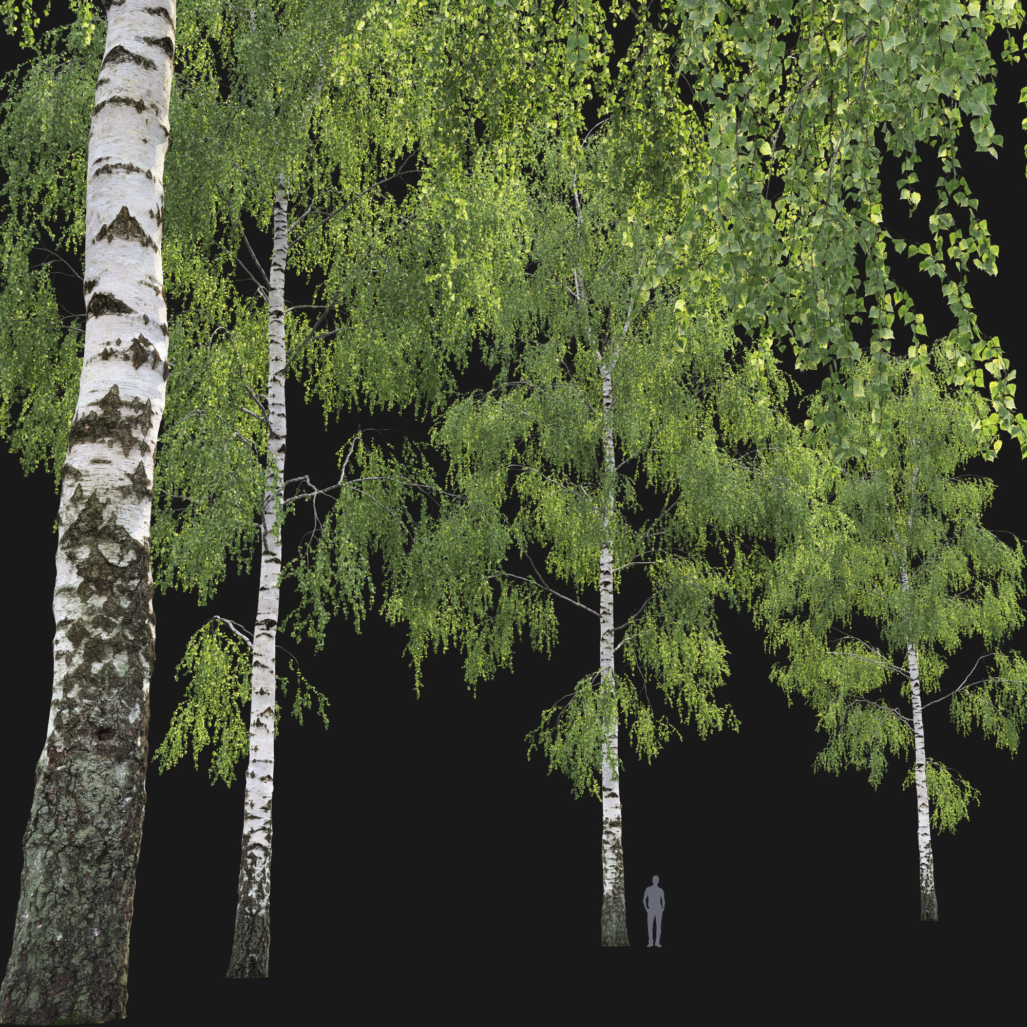 Birch forest part 06 3D model_2
