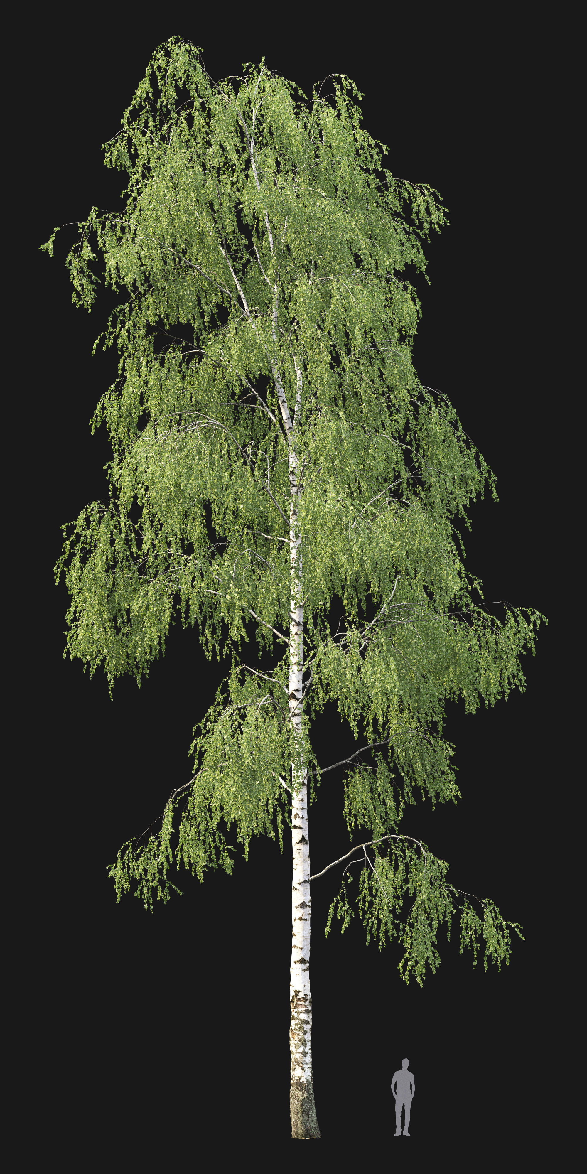 Birch forest part 06 3D model_1