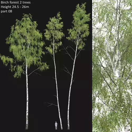 Birch forest part 08 3D model