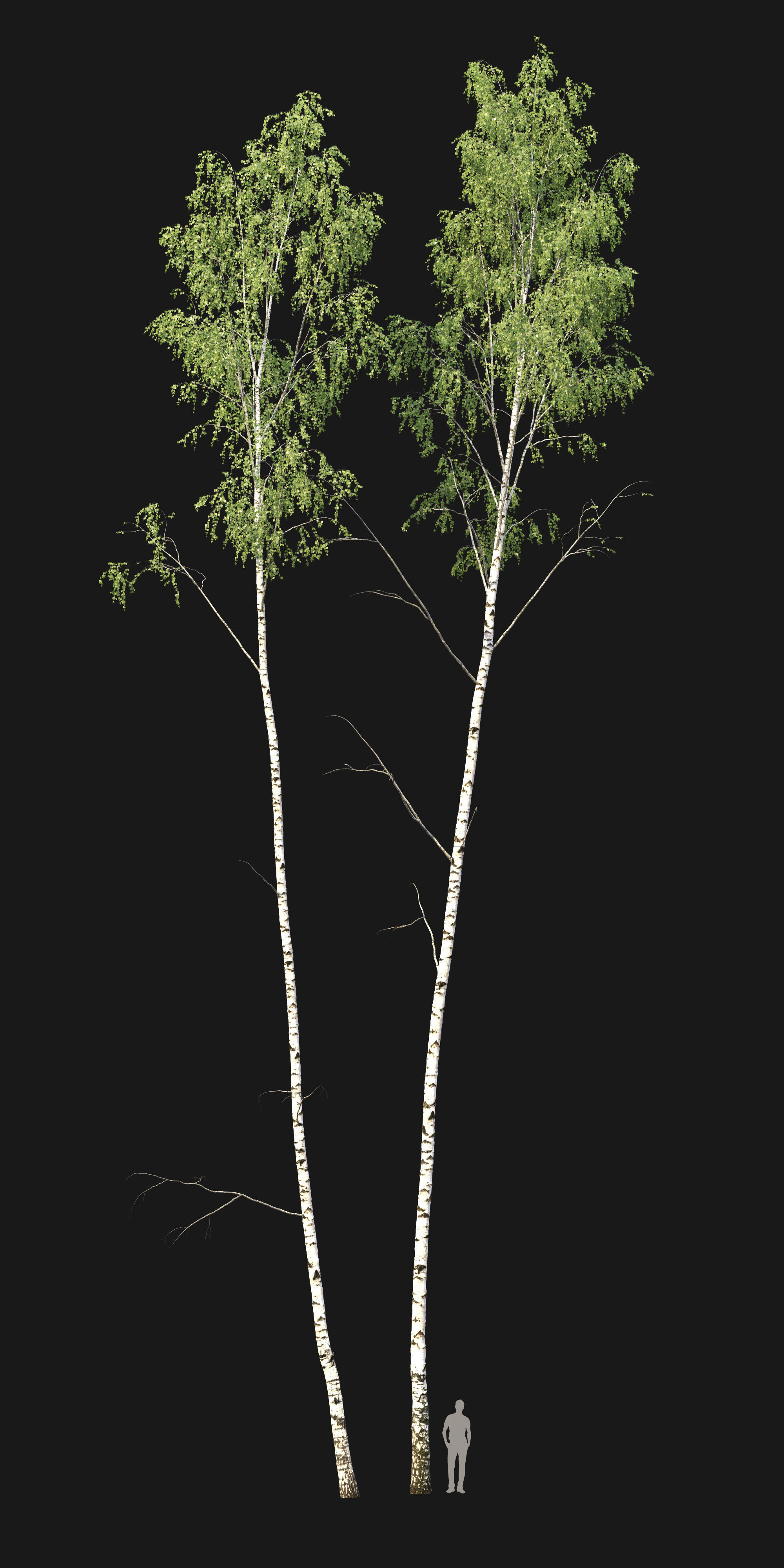 Birch forest part 08 3D model_1