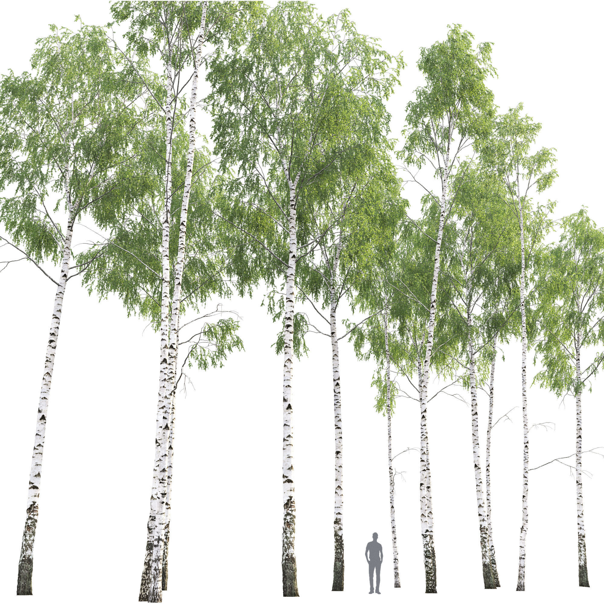 Birch forest part 08 3D model_3