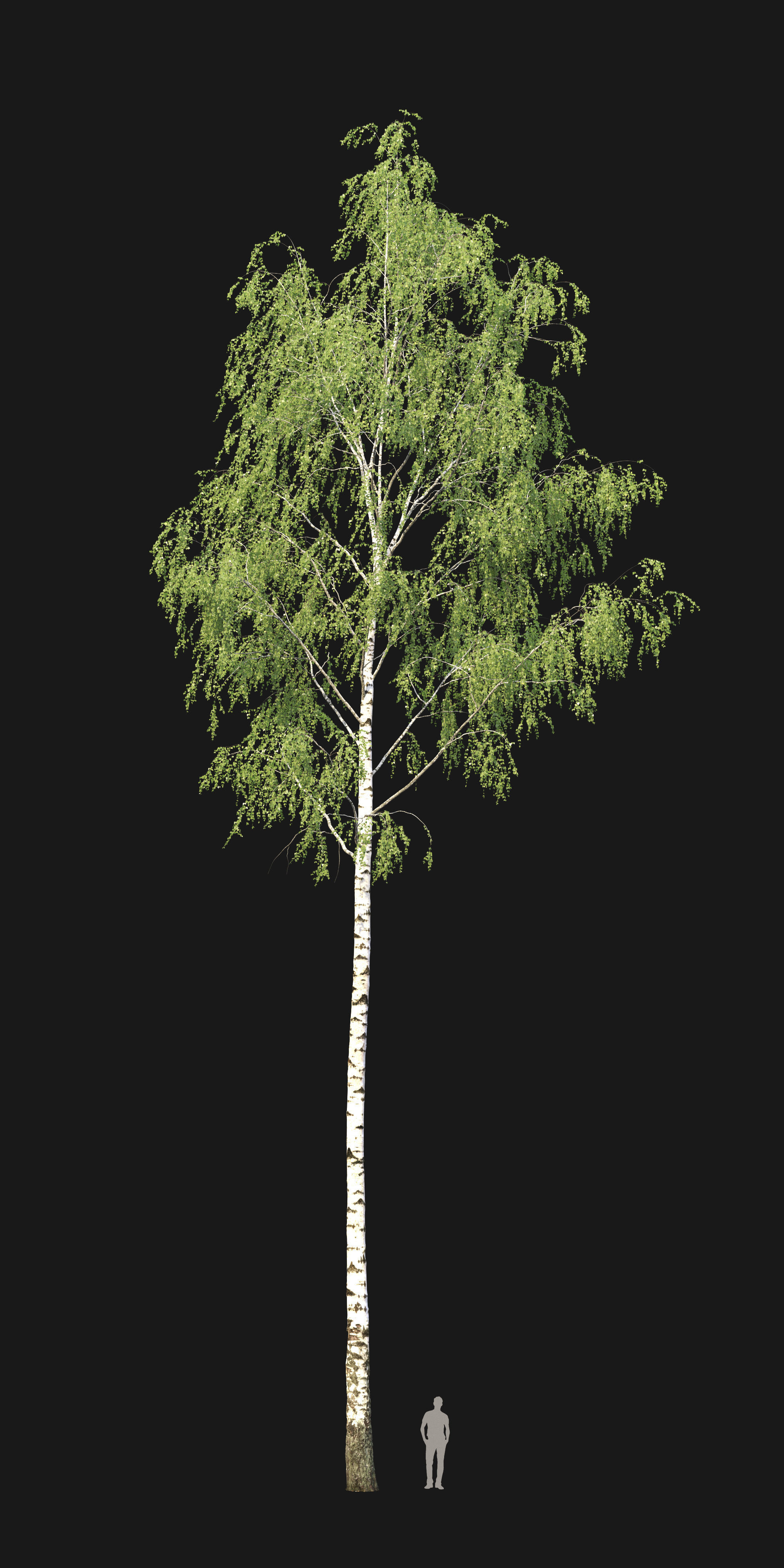 Birch forest part 08 3D model_2