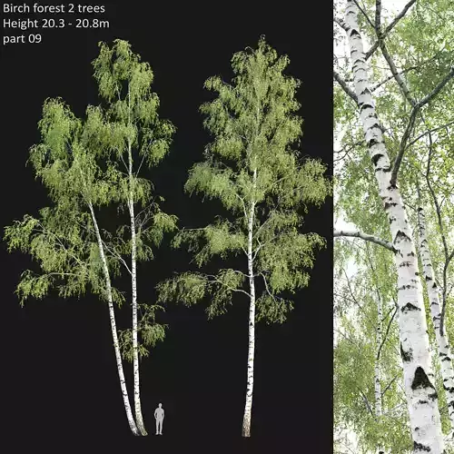 Birch forest part 09 3D model