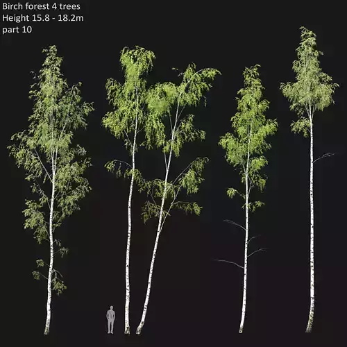 Birch forest part 10 3D model