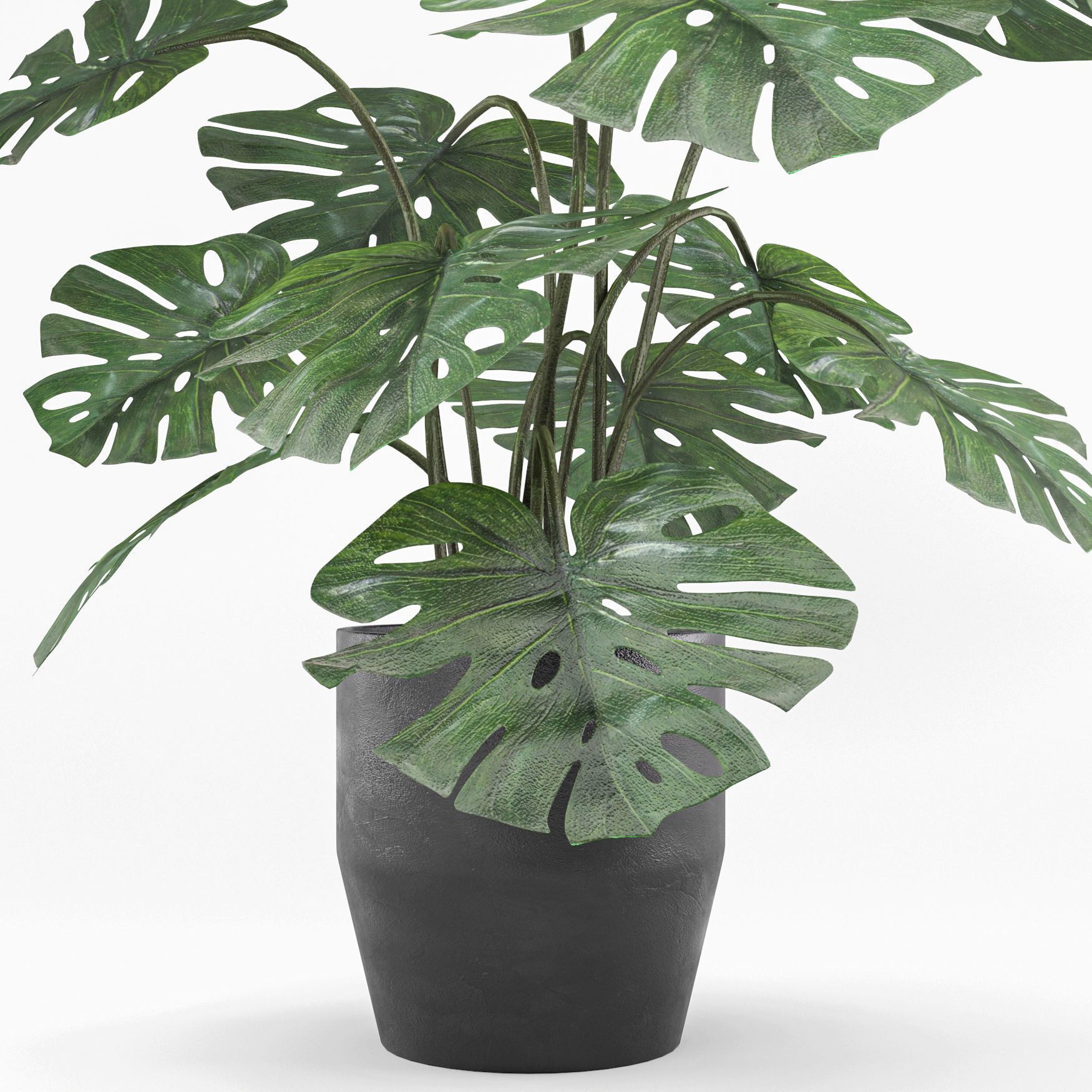 monstera in pot  3D model_1