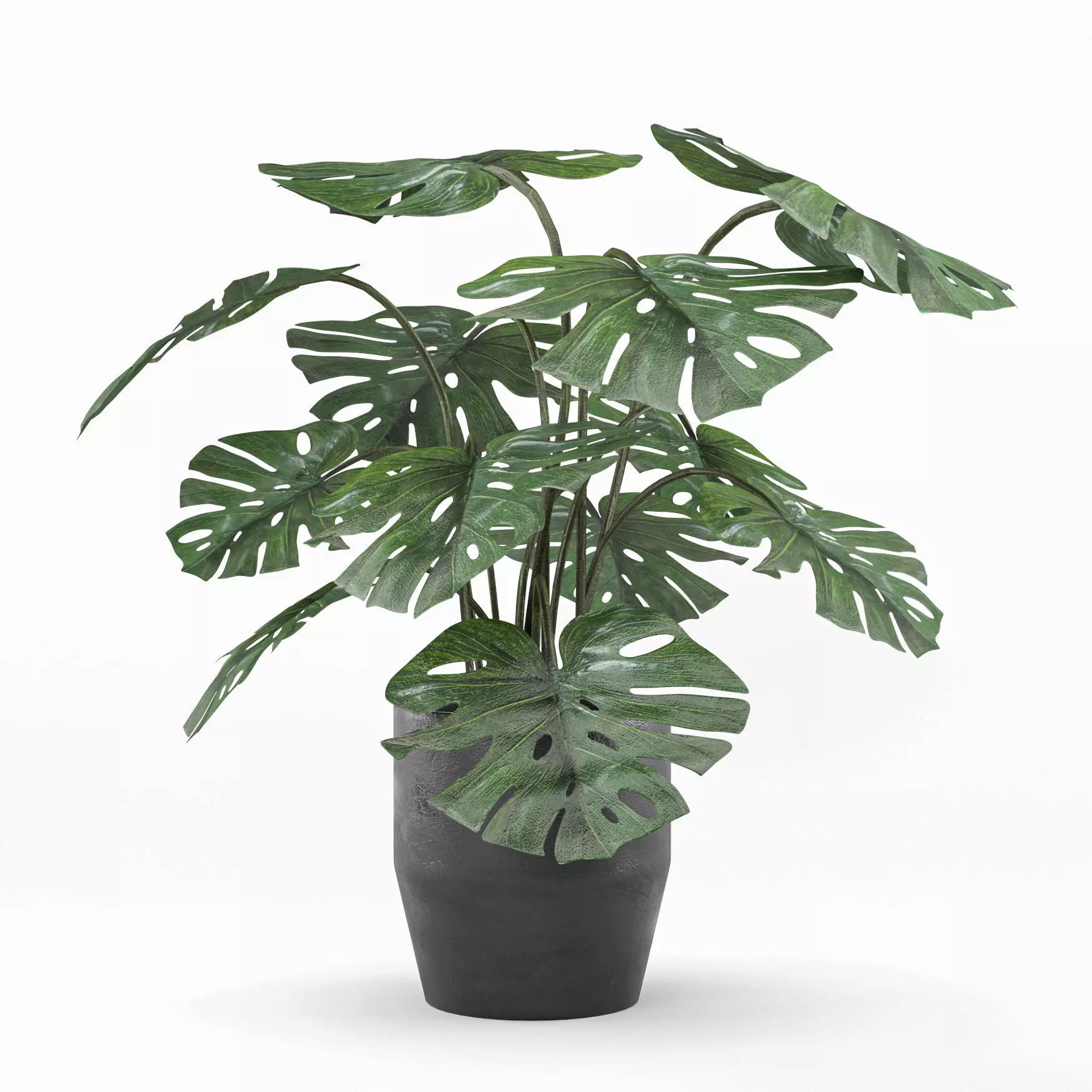 monstera in pot  3D model_0