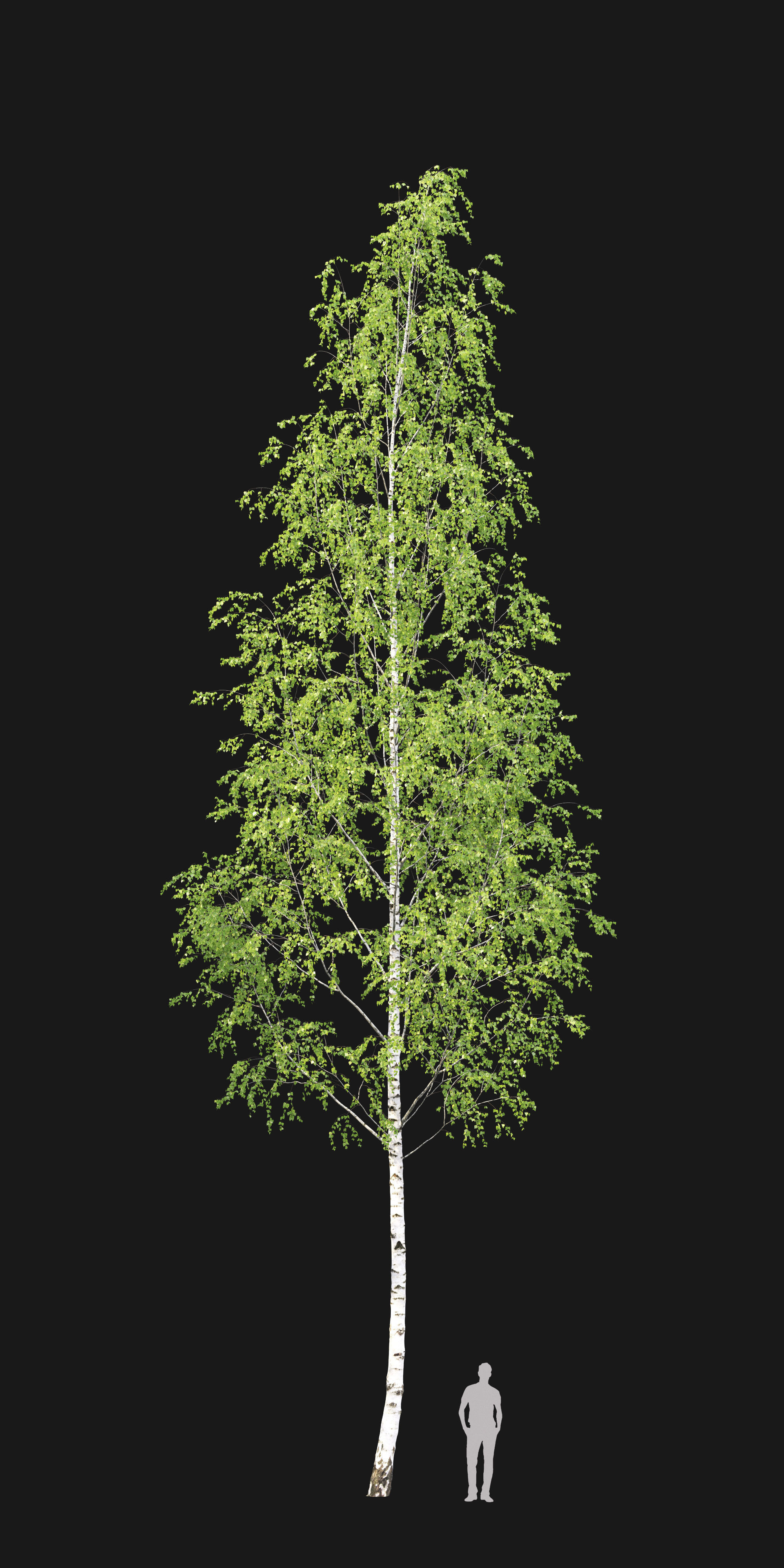 Birch forest part 11 3D model_3