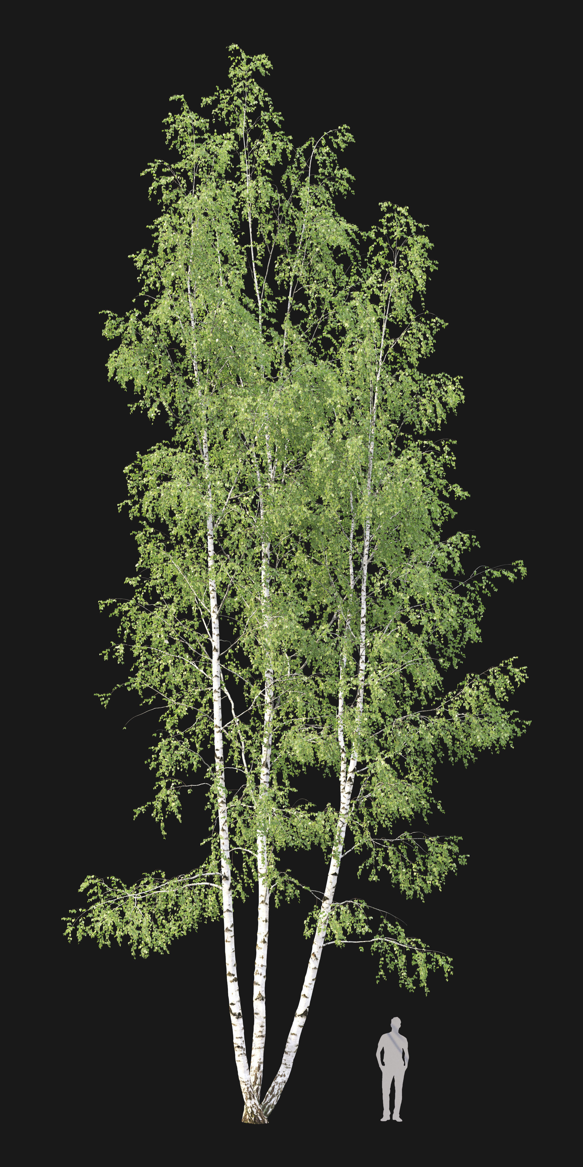 Birch forest part 11 3D model_2