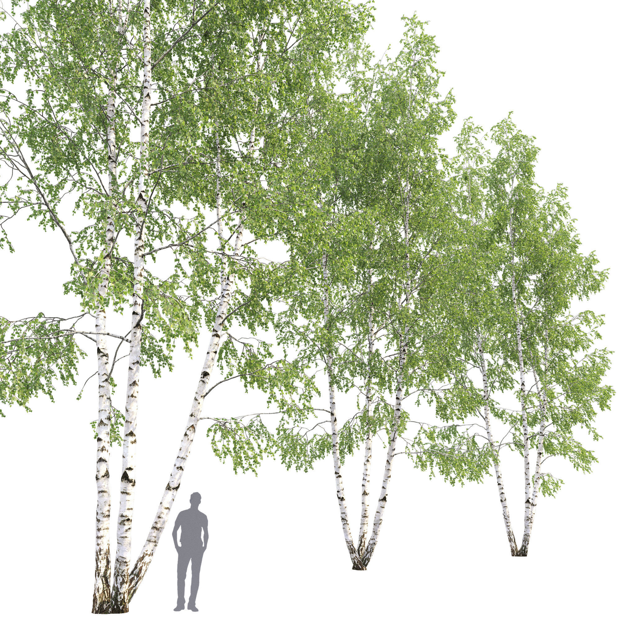 Birch forest part 11 3D model_1