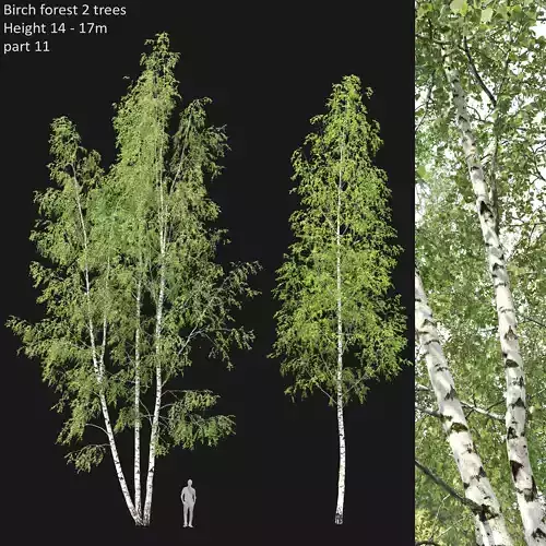 Birch forest part 11 3D model