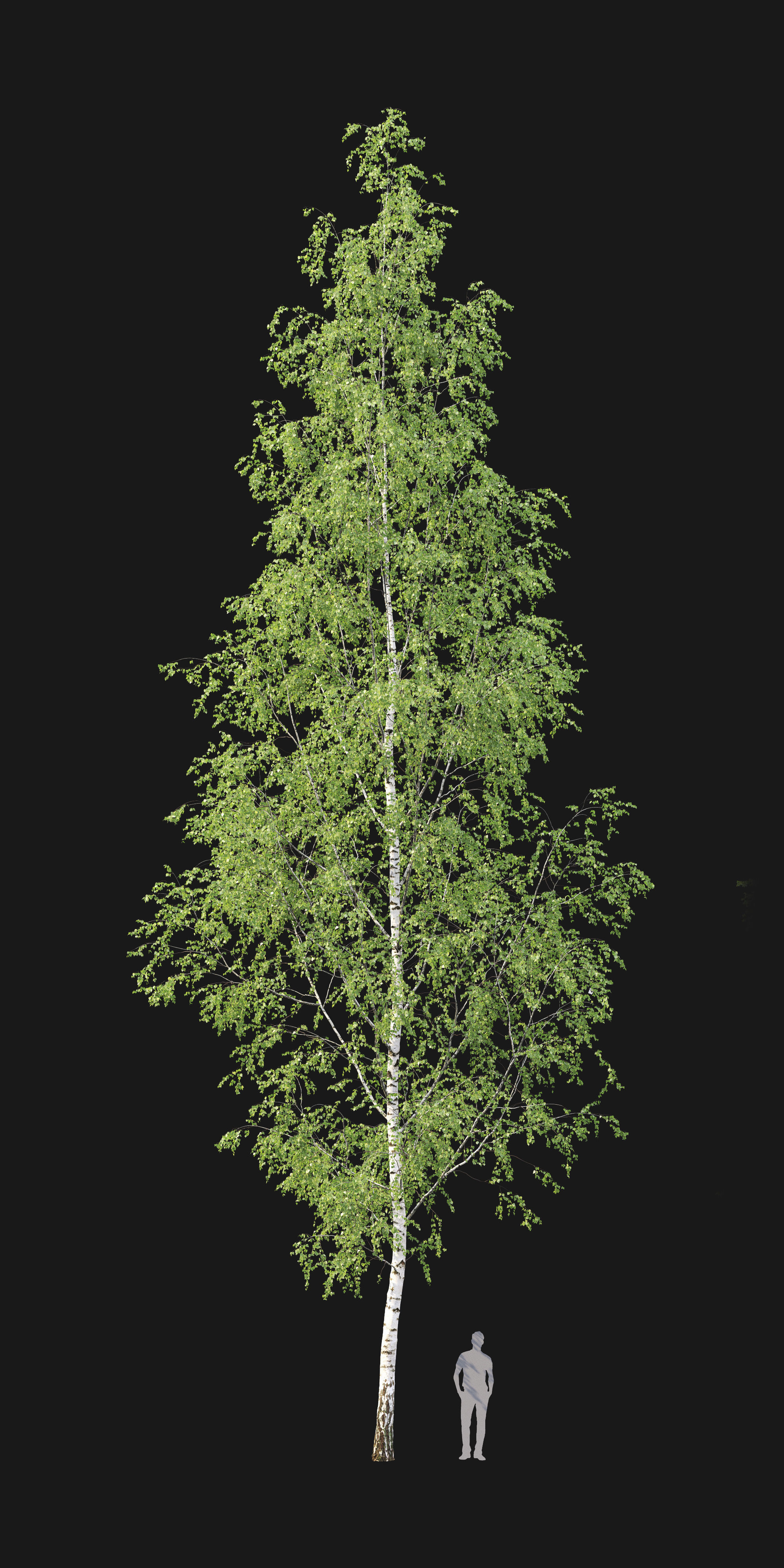 Birch forest part 12 3D model_1