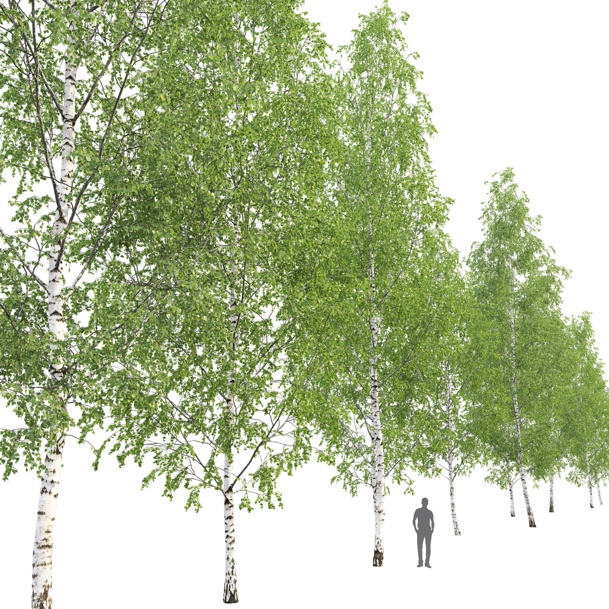Birch forest part 12 3D model_4