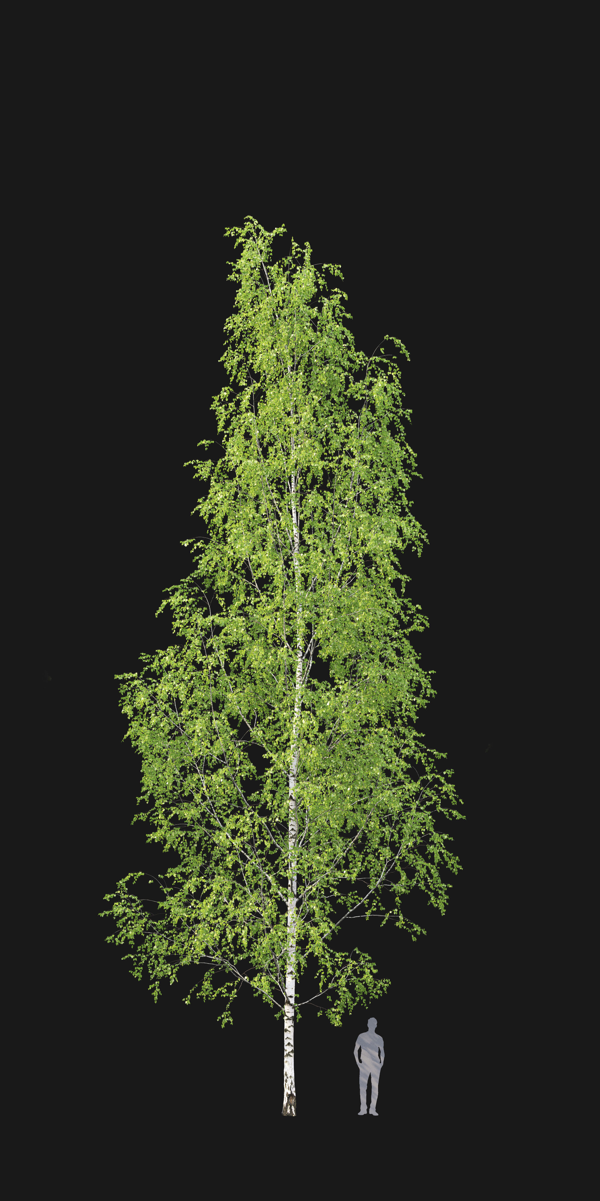 Birch forest part 12 3D model_2