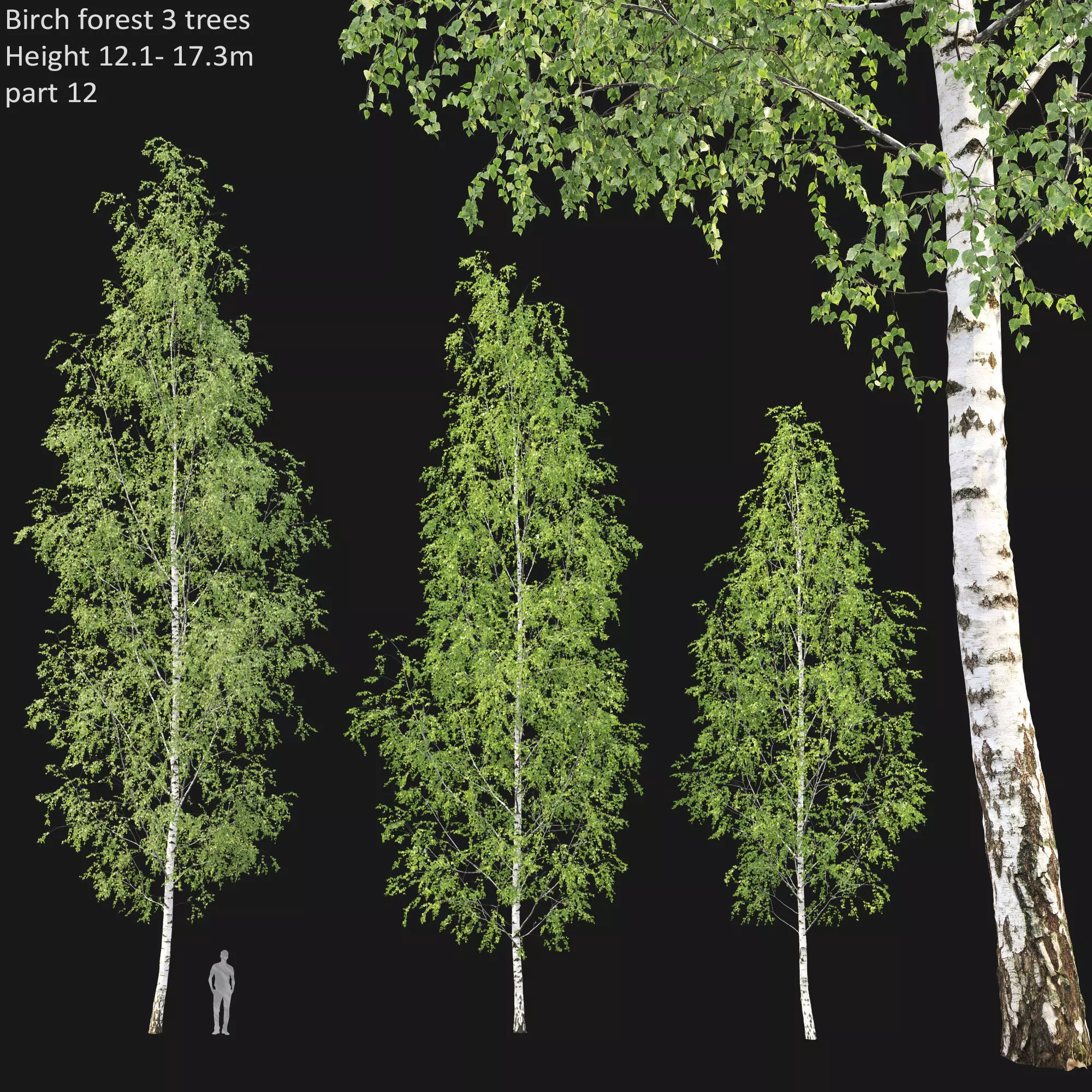 Birch forest part 12 3D model_0