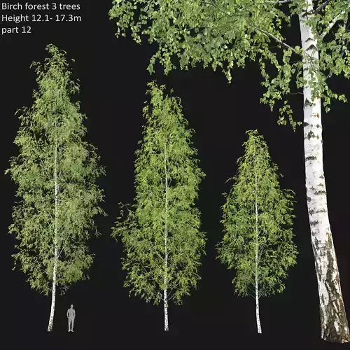Birch forest part 12 3D model