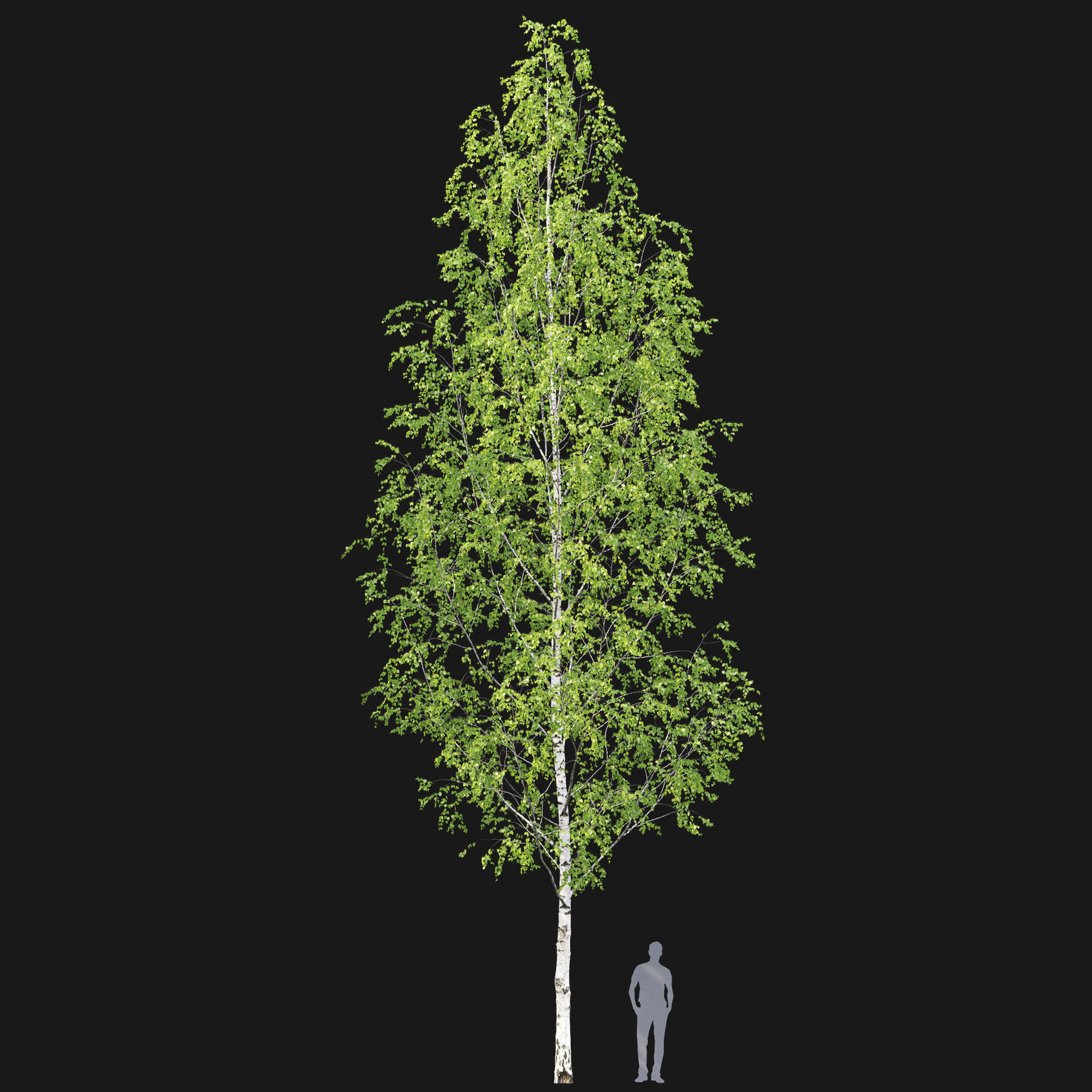 Birch forest part 12 3D model_3
