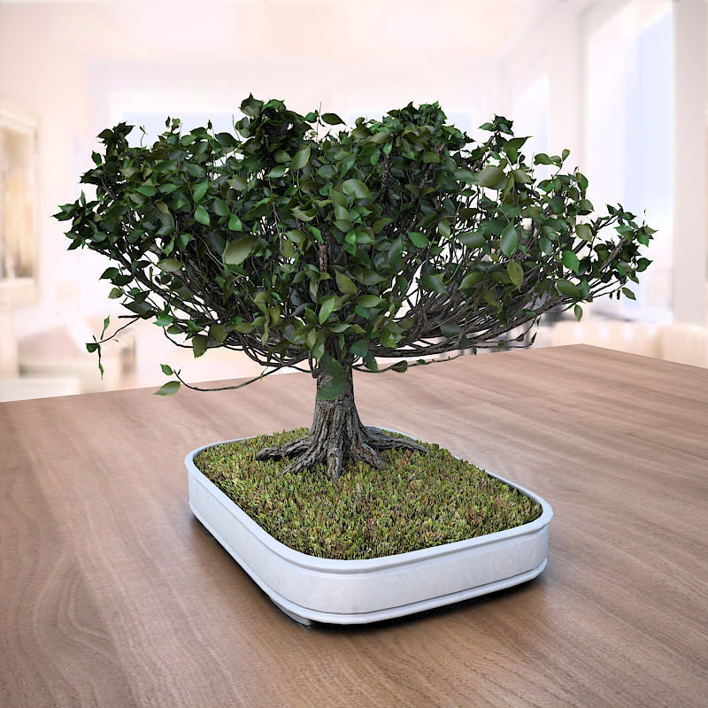 Wind Animated - American Elm Bonsai 001 3D model_4