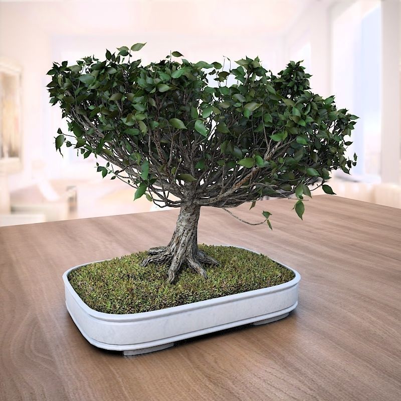 Wind Animated - American Elm Bonsai 001 3D model_2