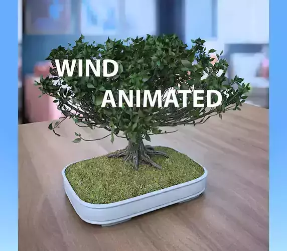 Wind Animated - American Elm Bonsai 001 3D model