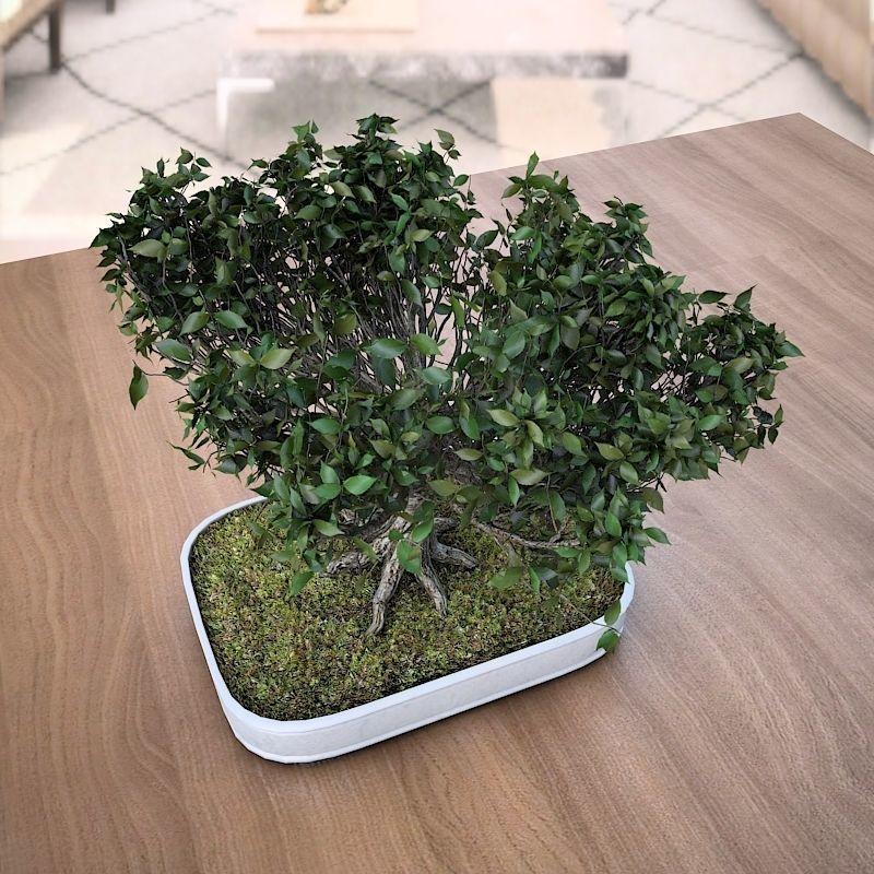 Wind Animated - American Elm Bonsai 001 3D model_6