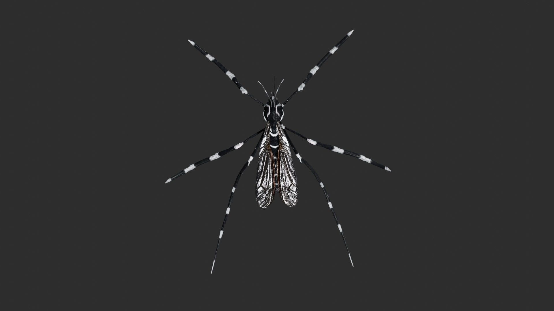 Mosquito with stripes 3D model_6