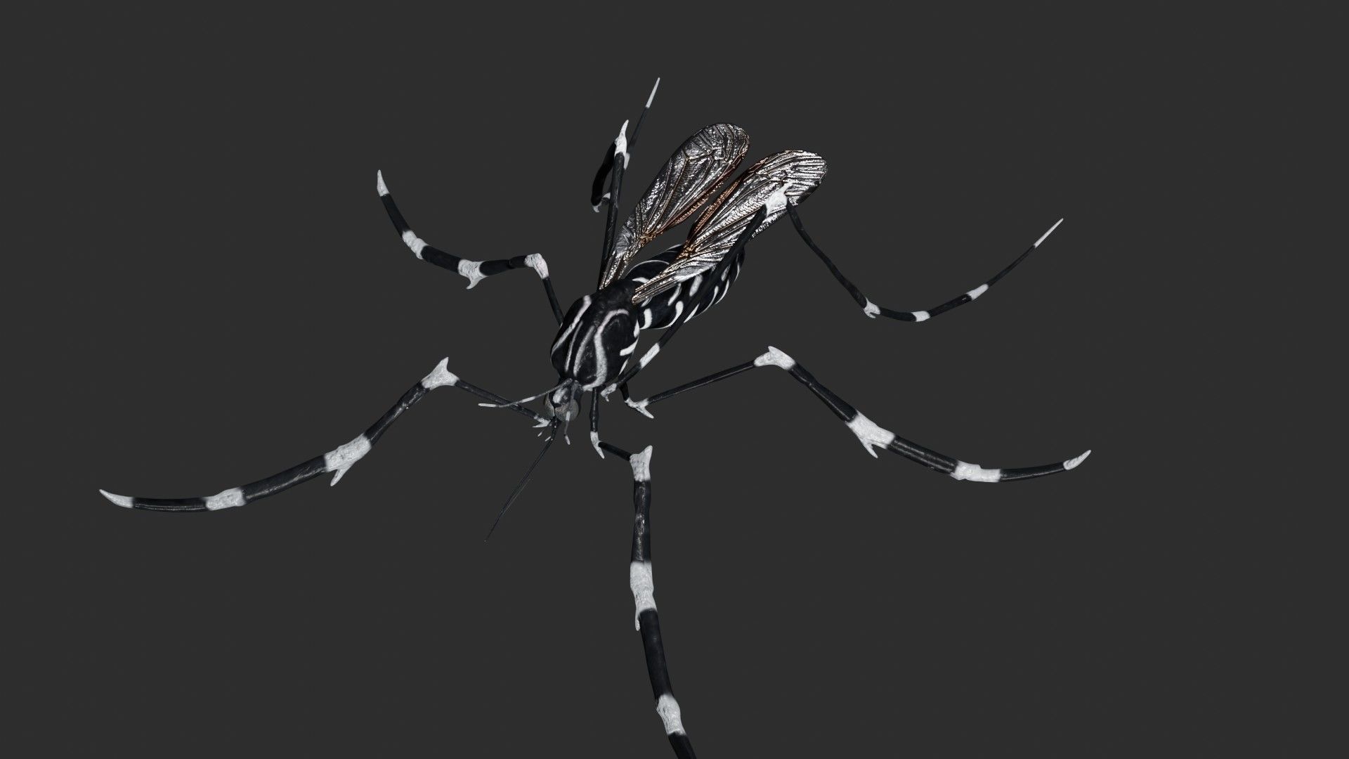Mosquito with stripes 3D model_3