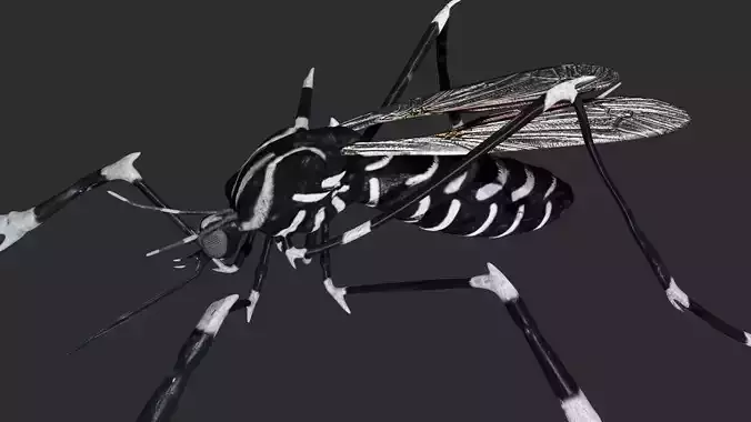 Mosquito with stripes 3D model