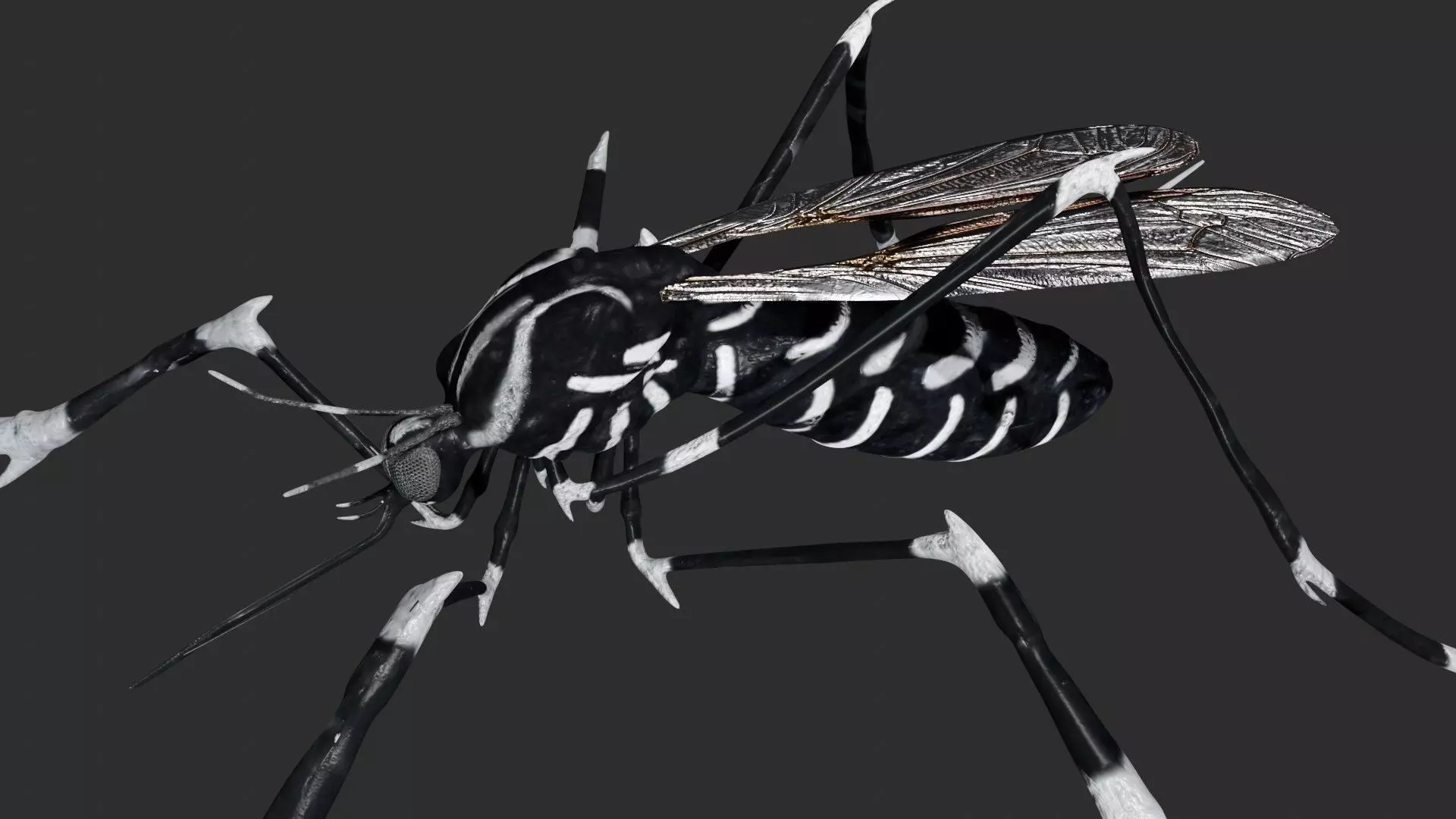 Mosquito with stripes 3D model_0