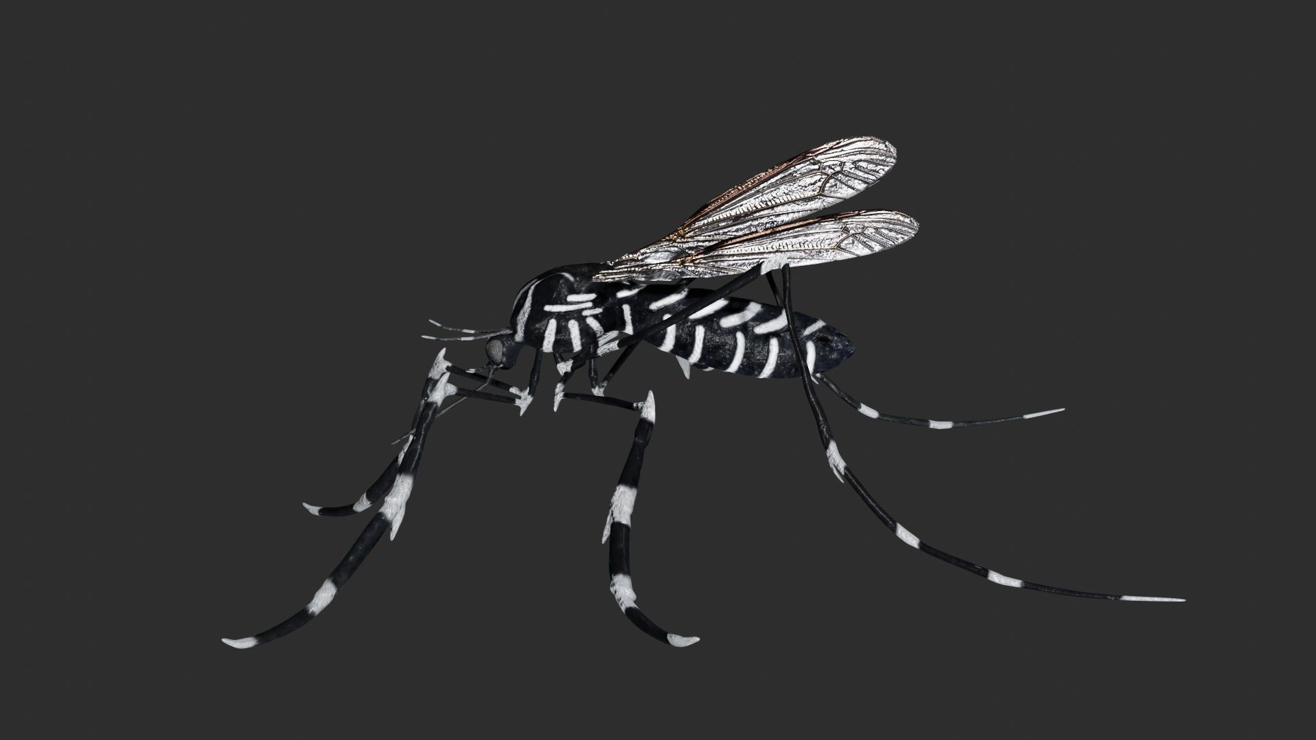 Mosquito with stripes 3D model_5