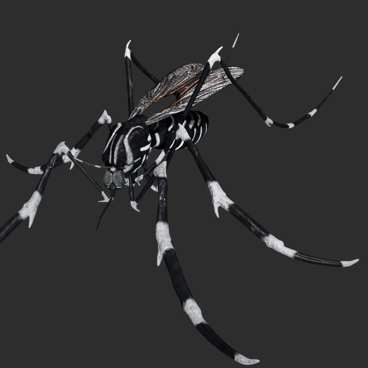Mosquito with stripes 3D model_1