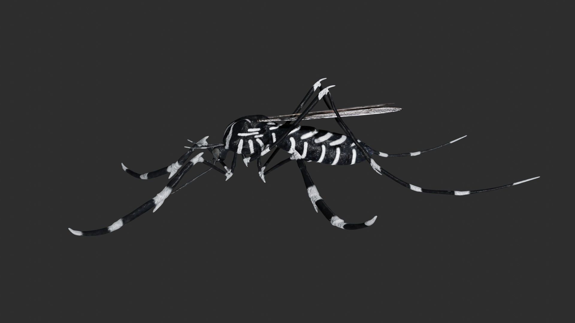 Mosquito with stripes 3D model_4