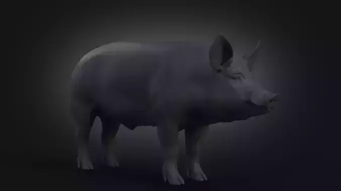 DomesticPig Male Free 3D model