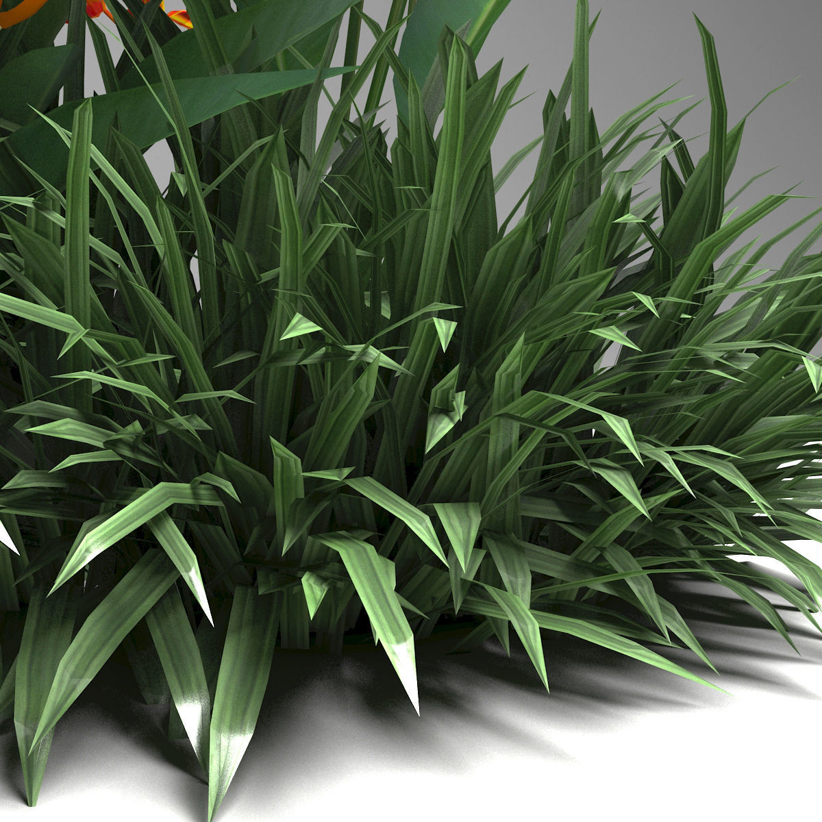 Tropical plant set Low-poly 3D model_3