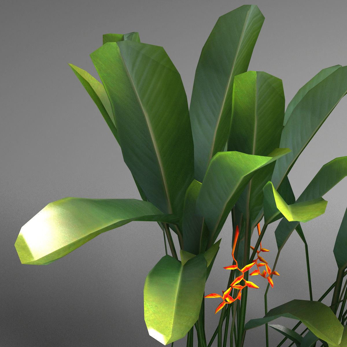 Tropical plant set Low-poly 3D model_4
