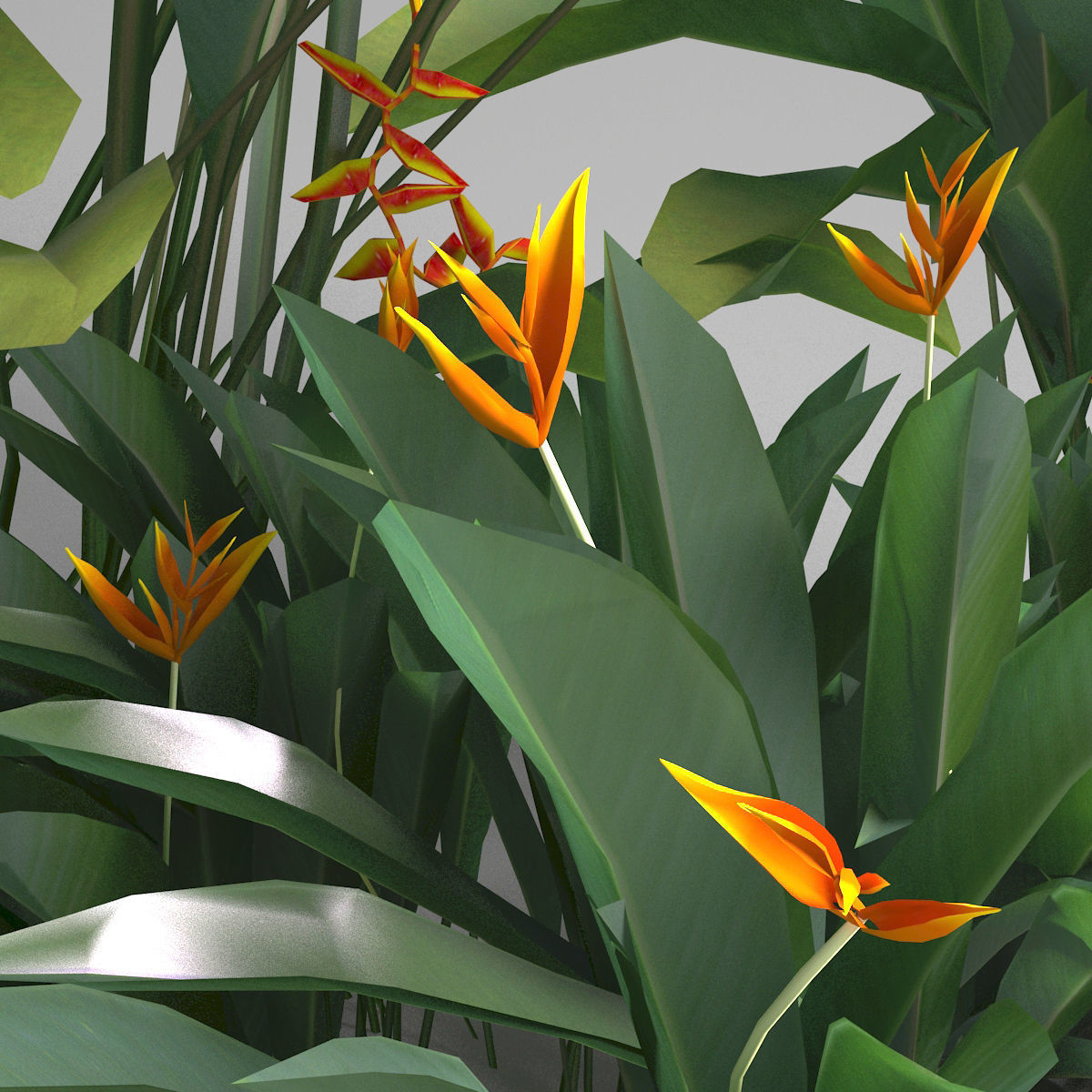 Tropical plant set Low-poly 3D model_1