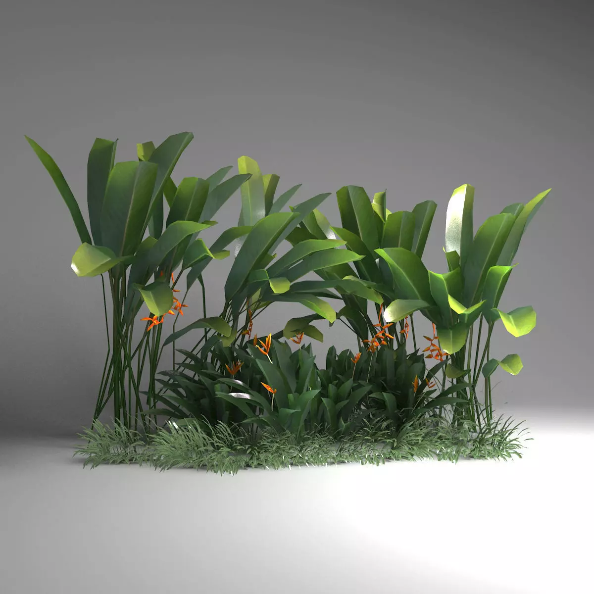 Tropical plant set Low-poly 3D model_0