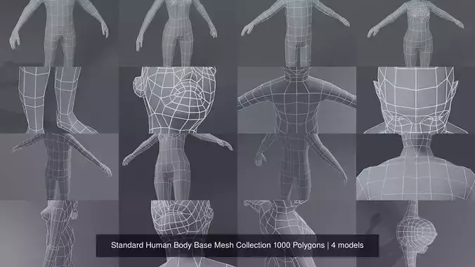 Standard Human Body Base Mesh Collection 1000 Polygons