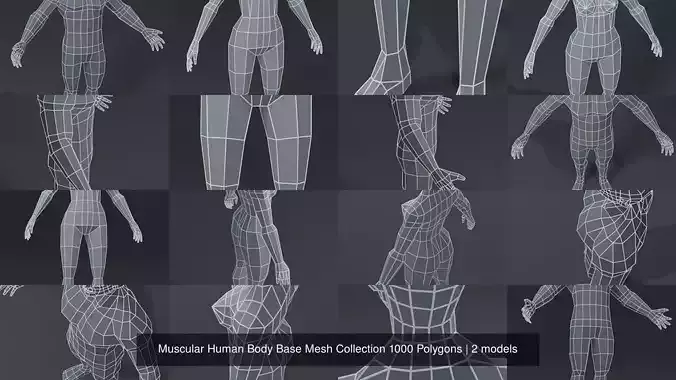 Muscular Human Body Base Mesh Collection 1000 Polygons
