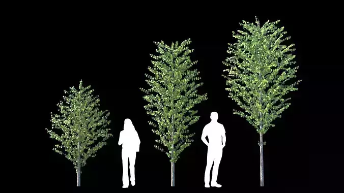 Cercidiphyllum japonicum katsura tree LOD2