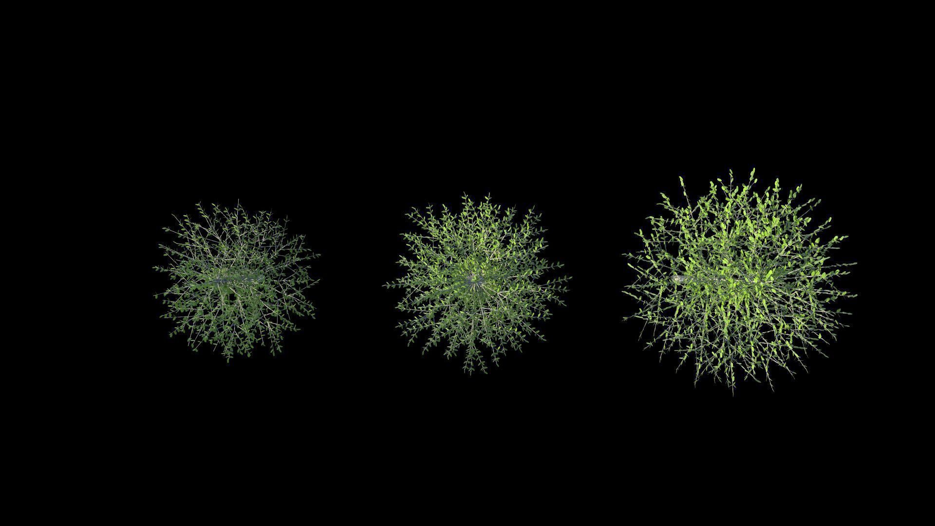 Cercidiphyllum japonicum katsura tree LOD2 3D model_1