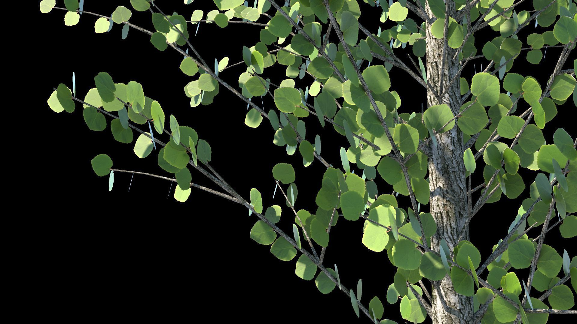 Cercidiphyllum japonicum katsura tree LOD2 3D model_2