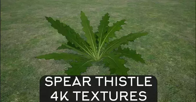 Thorny Spear Thistle Plant Bush 4K Low-poly 3D model