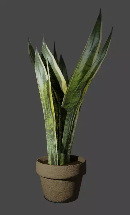 Snake plant for background Free 3D model