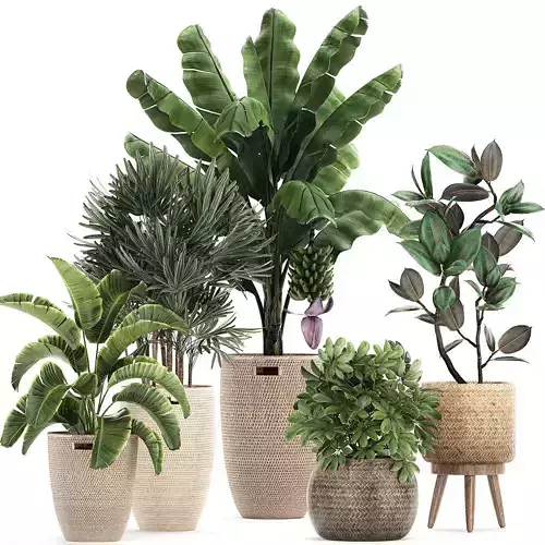 Ornamental plants in a rattan basket 780 3D model