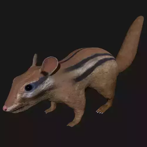 Chipmunk Indian Squirrel 3D model