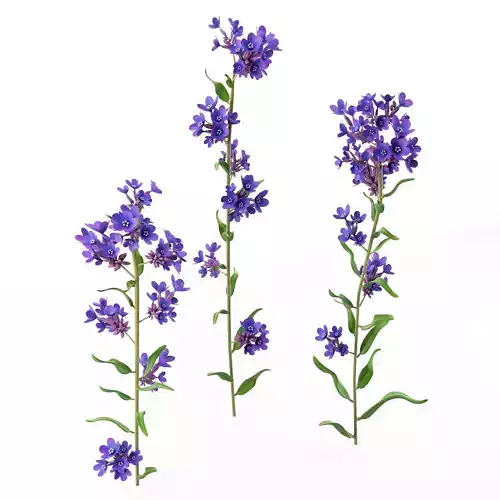 Anchusa officinals  cartoon plant 3D model