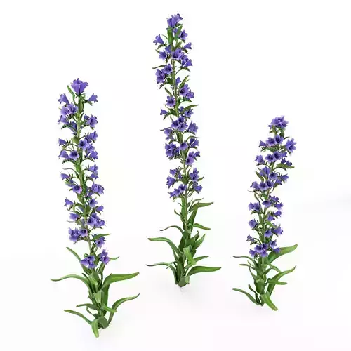 Echium vulgare cartoon plant 3D model