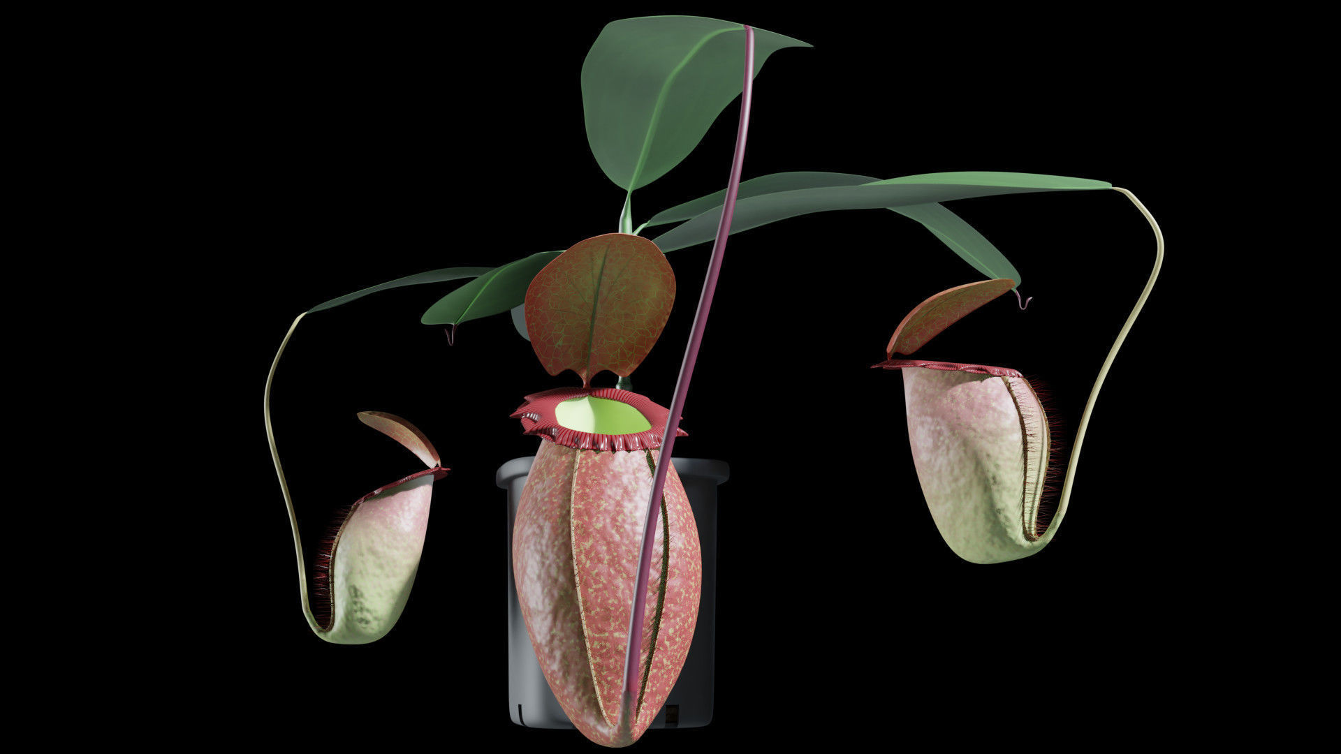 Nepenthes rajah 3D model_3